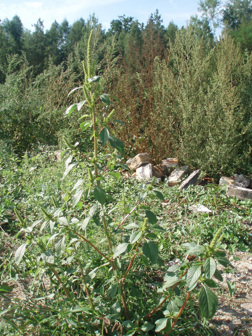 Radim Paulič (https://www.inaturalist.org/observations/133579767)
